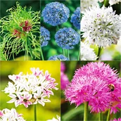 Nasiona i cebule - Zestaw 2 Allium Czosnek Ozdobny 5 odmian 26 szt - miniaturka - grafika 1