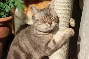 Drapak dla kota TOLEK antracyt - Drapaki dla kotów - miniaturka - grafika 3