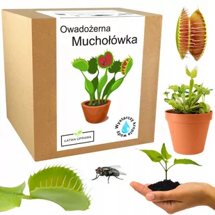 Zestaw do uprawy muchołówka Dionaea Muscipula - Nasiona i cebule - miniaturka - grafika 1
