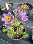 Nasiona i cebule - Sasanka zwyczajna Pinwheel Blue Violet Shades na skalniak i taras - miniaturka - grafika 1