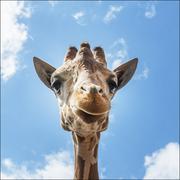 Plakaty - An up-close look at a giraffe at the Gladys Porter Zoo in Brownsville, Texas., Carol Highsmith - plakat 60x60 cm - miniaturka - grafika 1