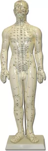Model akupunkturowy człowieka - mężczyzna - model z zaznaczonymi punktami akupunktury - duży rozmiar (D027M) - Meble i wyposażenie gabinetów medycznych Model akupunkturowy człowieka - mężczyzna - model z zaznaczonymi punktami akupunktury - duży rozmiar (D027M) - Meble i wyposażenie gabinetów medycznych - miniaturka - grafika 1