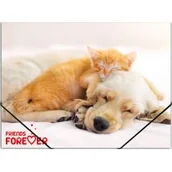 Teczki i skoroszyty - PANTA PLAST Teczka na gumkę A4 PP z nadrukiem Friends - - miniaturka - grafika 1