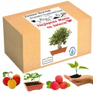 Nasiona i cebule - Zestaw Bonsai Drzewko Truskawkowe Dzień Matki Mamy - miniaturka - grafika 1