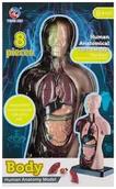 Zabawki kreatywne - Zestaw naukowca Anatomia człowieka - miniaturka - grafika 1