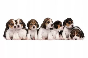 Naklejki z psami psy pieski puppies Szczeniaczki 1, 50x14 cm - Naklejki na ścianę - miniaturka - grafika 1