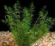 Dekoracje do akwarium - Bacopa Myriophyloides Okółkowa Kubek 10cm in vitro - miniaturka - grafika 1