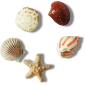 Glany damskie - Zestaw 5 przypinek Jibbitz™ She Sells Seashells 5-Pack 10014671 (CR363-a) Crocs - miniaturka - grafika 1