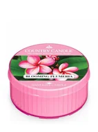 Świece - Daylight Country Candle Country Candle, Blooming Plumeria, świeca zapachowa 1 knot - miniaturka - grafika 1