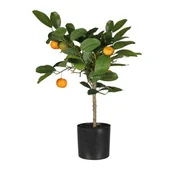 Sztuczne kwiaty - Sztuczny kwiat w doniczce POMARAŃCZA 50 cm - miniaturka - grafika 1