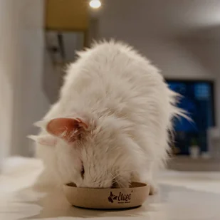 DINGO-miska z włókna bambusowego antypoślizgowa - 550ml - Miski dla psów - miniaturka - grafika 5