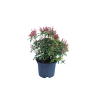 Kwiaty doniczkowe - Pieris japoński, wys.35-45 cm, don.2 l - miniaturka - grafika 1