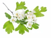 Akcesoria jeździeckie - EQUIHERBS Głóg 0,5 kg - miniaturka - grafika 1