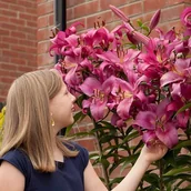 Nasiona i cebule - Lilia drzewiasta Robina 1 szt. cebule cebulki lilii lilie - miniaturka - grafika 1