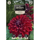 Nasiona i cebule - Dalia dekoracyjna Arabian Night 1 sztuka Eden - miniaturka - grafika 1
