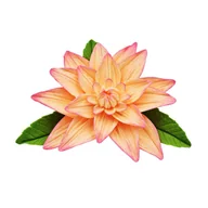 Dodatki do ciast w proszku - Kwiat Na Tort Dalia (do Tortu Urodzinowego lub Weselnego) - miniaturka - grafika 1