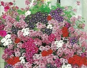 Nasiona i cebule - WERBENA ZWISAJĄCA MIX KOLORÓW 100 NASION - miniaturka - grafika 1