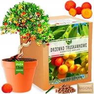 Nasiona i cebule - Zestaw do uprawy roślin Drzewko Truskawkowe nasiona bonsai - miniaturka - grafika 1