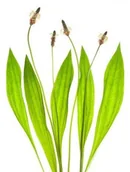 Akcesoria jeździeckie - EQUIHERBS Babka lancetowata 1 kg - miniaturka - grafika 1