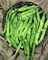 Nasiona i cebule - Fasola karłowa zielona MARCONI NANO nasiona WARZYW p. 59661CIN0DP, 436/XA-1 - miniaturka - grafika 1