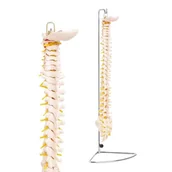 Meble i wyposażenie gabinetów medycznych - Model kręgosłupa człowieka 1:1 4FIZJO - miniaturka - grafika 1