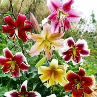 Nasiona i cebule - Lilia drzewiasta mieszanka mix 5 szt. cebule cebulki lilii lilie - miniaturka - grafika 1
