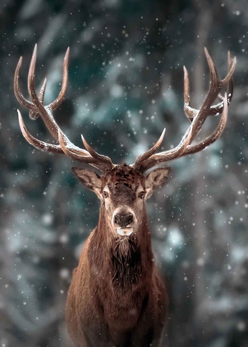 PUZZLE Jeleń Las Śnieg y B2 + IMIĘ Pudełko 120 el.