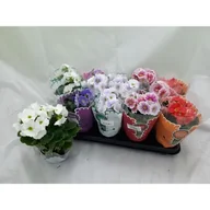 Kwiaty doniczkowe - Prymula obconica doniczka 9 cm mix - miniaturka - grafika 1