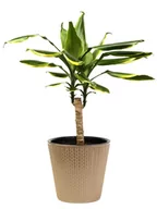 Kwiaty doniczkowe - Dracena Golden coast  P11 oczyszczjąca powietrze - miniaturka - grafika 1
