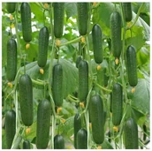 Nasiona i cebule - Ogórek pod osłony SANTOS F1 nie wytwarza nasion odm Średnio Wczesna nasiona - miniaturka - grafika 1
