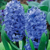 Nasiona i cebule - Hiacynt Niebieski 3 szt cebulki hiacynty cebule - miniaturka - grafika 1