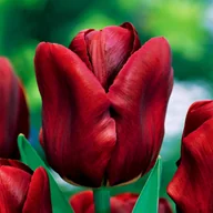 Nasiona i cebule - Tulipan Pojedynczy Wczesny Jan Reus 5 szt Tulipany cebulki tulipanów - miniaturka - grafika 1