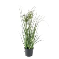 Sztuczne kwiaty - Sztuczna trawa ozdobna w doniczce 38 x 10 cm - miniaturka - grafika 1