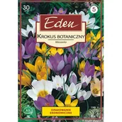 Nasiona i cebule - Krokus botaniczny mix 30 sztuk Eden - miniaturka - grafika 1