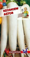 Nasiona i cebule - Rzodkiew Astor podłużna biała nasiona 5g / O / - miniaturka - grafika 1