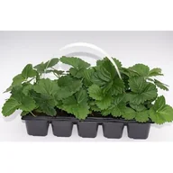 Kwiaty doniczkowe - Truskawki 10-pak odmiana Senga Sengana - miniaturka - grafika 1