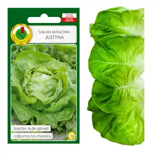 SAŁATA MASŁOWA JUSTYNA DUŻA ODPORNA NASIONA BEZ GMO - Nasiona i cebule - miniaturka - grafika 1