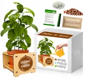 Nasiona i cebule - Zestaw do Uprawy DRZEWKO KAWOWE kawa arabica - miniaturka - grafika 1