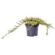 Sadzonki drzew krzewów - Iglaki płożące mix wys. 10-30 cm don. 2 l - miniaturka - grafika 1