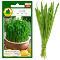 Nasiona i cebule - OWIES WIELKANOCNY NASIONA KIEŁKI NA ŚWIĄTA BEZ GMO - miniaturka - grafika 1