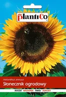Nasiona i cebule - Plantico Słonecznik jadalny - miniaturka - grafika 1