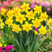 Nasiona i cebule - Żonkil narcyz polski tradycyjny żółty 50 szt.cebulki narcyzy cebule - miniaturka - grafika 1