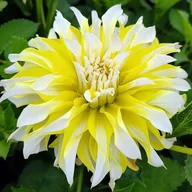 Nasiona i cebule - Dalia dekoracyjna Calgary Flame 1 szt. - miniaturka - grafika 1