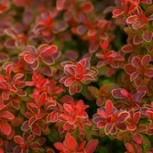Kwiaty doniczkowe - Berberys Thunberga 'Ruby Star' (Berberis thunbergii) Doniczka 2.0L - miniaturka - grafika 1