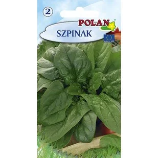 Szpinak Olbrzymi Polan - Nasiona i cebule - miniaturka - grafika 1