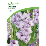 Nasiona i cebule - Mieczyk Gladoli Blue Tropic 6szt. cebulki kwiatów Geolia - miniaturka - grafika 1