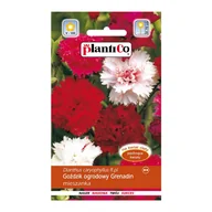 Nasiona i cebule - Goździk ogrodowy Grenadin mix - miniaturka - grafika 1