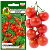 Nasiona i cebule - Pomidor Koktajlowy Bajaja Plenny Nasiona Bez Gmo - miniaturka - grafika 1