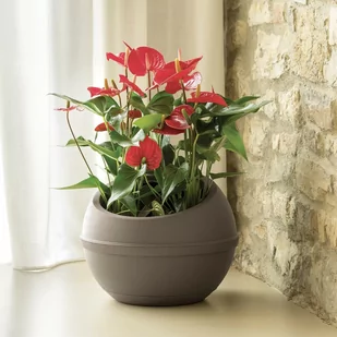 Bama Plastikowa osłonka na doniczkę Sfera cappuccino, 41 x 32 cm - Donice - miniaturka - grafika 1