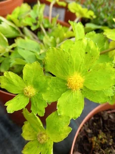 Cieszynianka wiosenna - Hacquetia epipactis - Nasiona i cebule - miniaturka - grafika 1